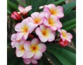 /album/fotogaleria/a001-frangipani-abigail-jpg/